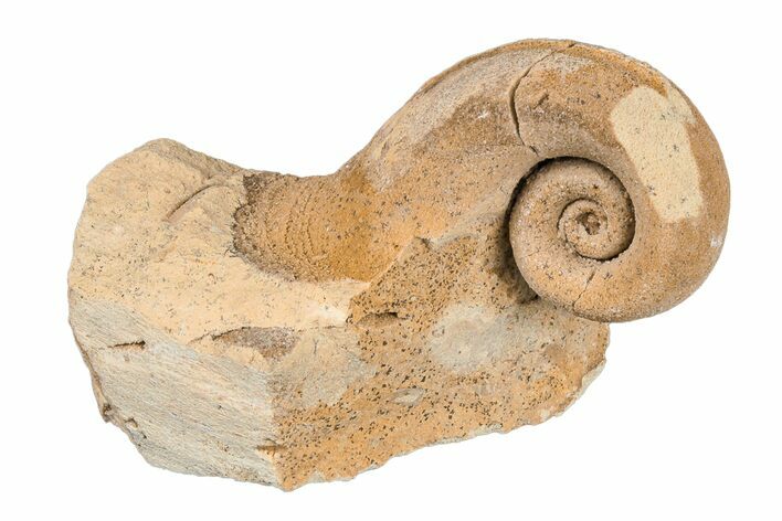Ordovician Gastropod (Salpingostoma) Fossil - Wisconsin #203667